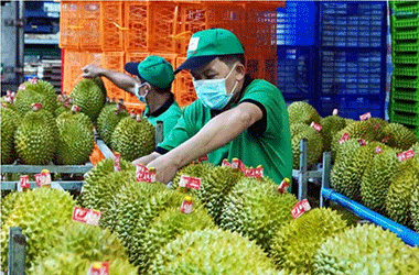 Phân bón không Cadimi - Giải pháp bền vững cho sầu riêng xuất khẩu