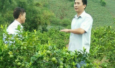 Phù thủy ghép chanh đào