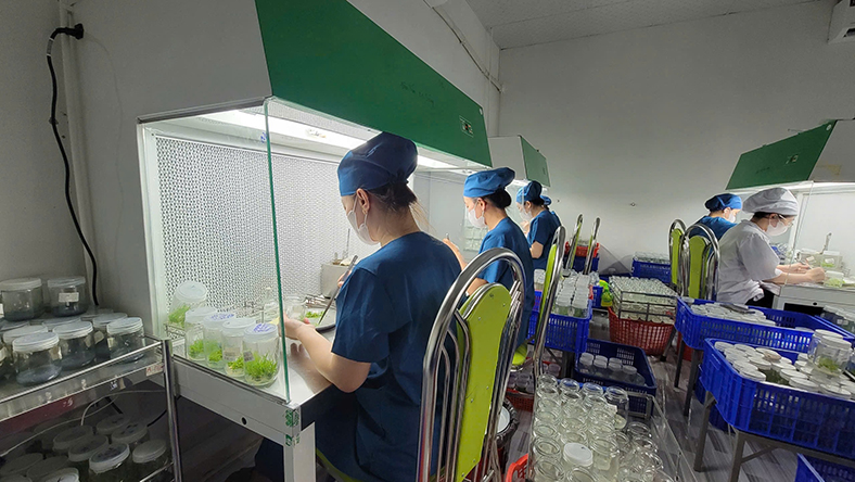 Từ phòng nuôi cấy mô đến những cánh rừng xanh