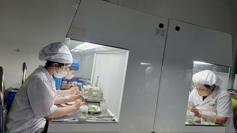 Từ phòng nuôi cấy mô đến những cánh rừng xanh