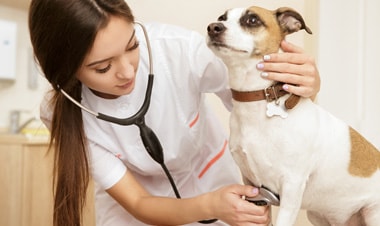 6 lý do tuyệt vời khiến bạn muốn thành bác sĩ thú y ngay lập tức