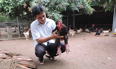 Vua gà Đông Tảo ở Hưng Yên