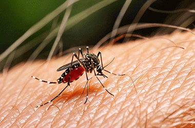 Sốt xuất huyết Dengue: Thay đổi khó lường, lan rộng phức tạp