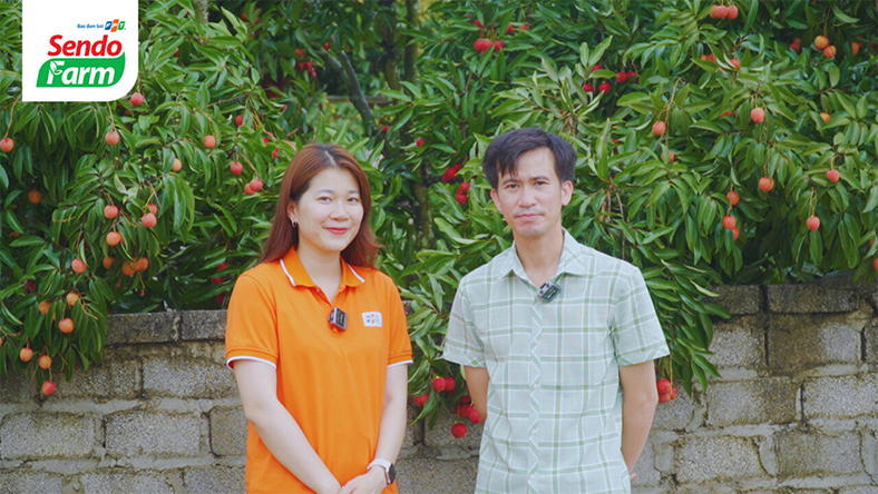 Vải thiều đã chín đỏ trên siêu thị online Sendo Farm