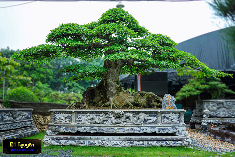 Bill Nguyễn Bonsai Garden - Nâng tầm cây Việt