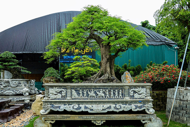 Bill Nguyễn Bonsai Garden - Nâng tầm cây Việt