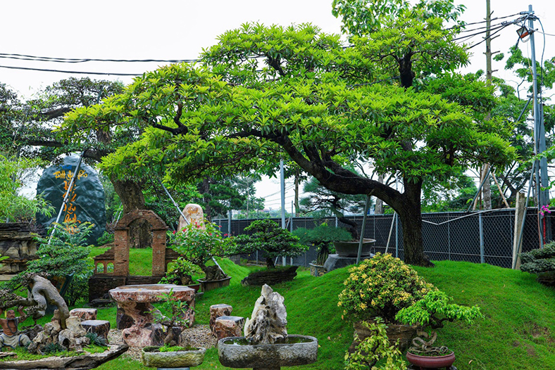 Bill Nguyễn Bonsai Garden - Nâng tầm cây Việt