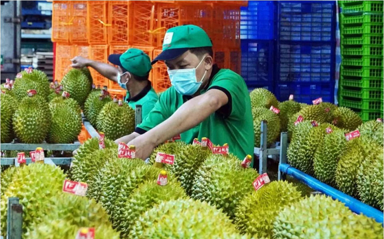 Phân bón không Cadimi - Giải pháp bền vững cho sầu riêng xuất khẩu